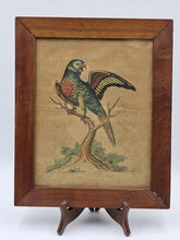 1755 GEORGE EDWARDS Hand Colored Copper Engraving Plate 232 PARROT / MACAW
