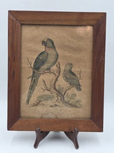 1754 GEORGE EDWARDS Hand Colored Copper Engraving Plate 235 PARROT / MACAW