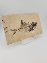 1 XL Natural Fossil Fish Knightia Eoceana diplomystus dentatus Eocene WY