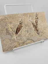 3 Med Size Natural Fossil Fish Knightia Eoceana diplomystus dentatus Eocene WY