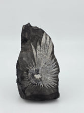 Rare Chrysanthemum Stone Natural Flower Rock Mineral Specimen 5" Display