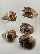 Lot Of 5 Medium Size Natural Fiber Conch Shells Strombus Alatus Nautical Decor