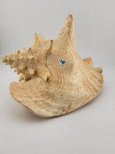 Large Natural Bahama Queen Conch Seashell Pink 9" Bahamas Conch Shell Ocean