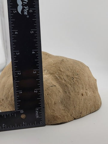 Incredible Genuine Septarian Crystal-filled Geode - 8" high