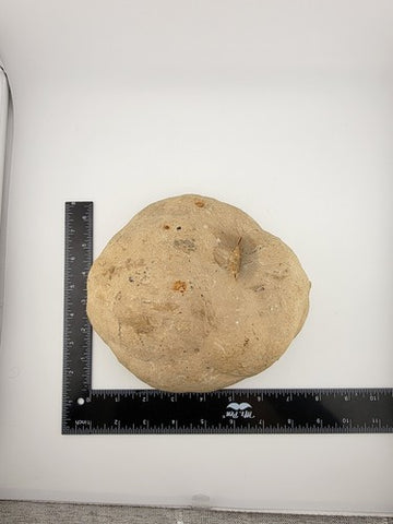 Incredible Genuine Septarian Crystal-filled Geode - 8" high