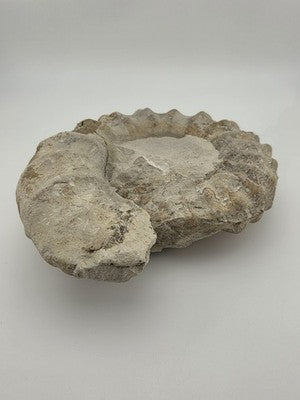 Rare Large Natural Ammonite Fossil Steinkern Specimen Prehistoric Marine 8 Inch
