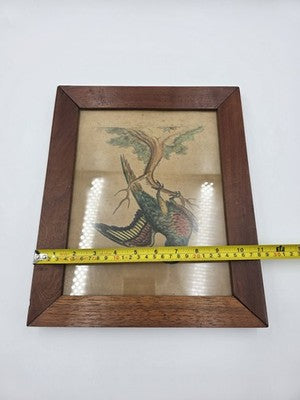 1755 GEORGE EDWARDS Hand Colored Copper Engraving Plate 232 PARROT / MACAW