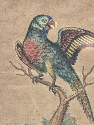 1755 GEORGE EDWARDS Hand Colored Copper Engraving Plate 232 PARROT / MACAW