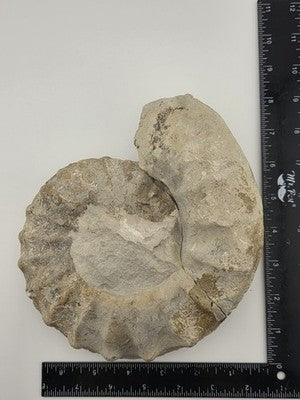 Rare Large Natural Ammonite Fossil Steinkern Specimen Prehistoric Marine 8 Inch