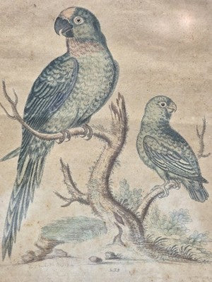 1754 GEORGE EDWARDS Hand Colored Copper Engraving Plate 235 PARROT / MACAW