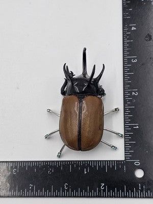 Rare Vintage Real Rhinoceros Beetle Insect Brooch Crystal Jeweled Taxidermy Pin