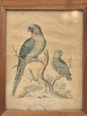 1754 GEORGE EDWARDS Hand Colored Copper Engraving Plate 235 PARROT / MACAW