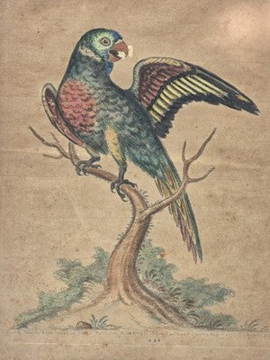 1755 GEORGE EDWARDS Hand Colored Copper Engraving Plate 232 PARROT / MACAW