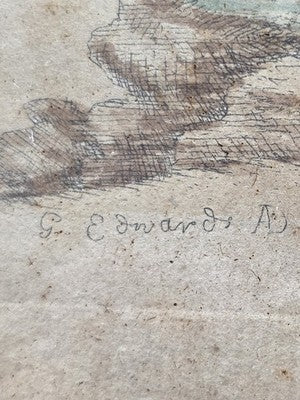 1754 GEORGE EDWARDS Hand Colored Copper Engraving Plate 235 PARROT / MACAW