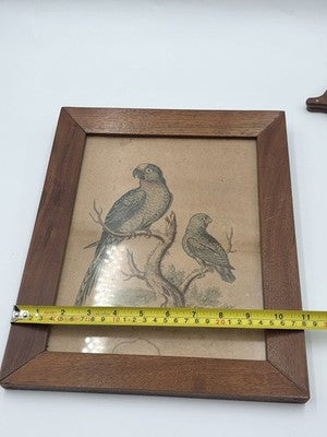 1754 GEORGE EDWARDS Hand Colored Copper Engraving Plate 235 PARROT / MACAW