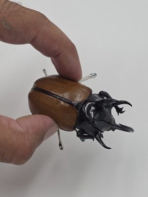 Rare Vintage Real Rhinoceros Beetle Insect Brooch Crystal Jeweled Taxidermy Pin