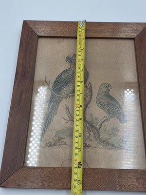 1754 GEORGE EDWARDS Hand Colored Copper Engraving Plate 235 PARROT / MACAW