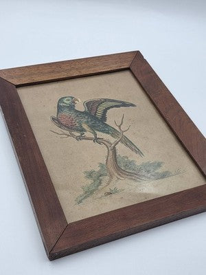 1755 GEORGE EDWARDS Hand Colored Copper Engraving Plate 232 PARROT / MACAW
