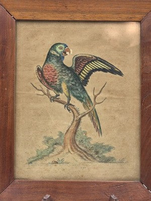 1755 GEORGE EDWARDS Hand Colored Copper Engraving Plate 232 PARROT / MACAW