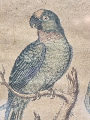 1754 GEORGE EDWARDS Hand Colored Copper Engraving Plate 235 PARROT / MACAW