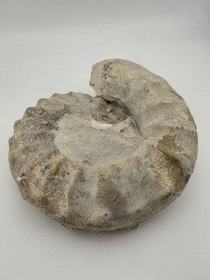 Rare Large Natural Ammonite Fossil Steinkern Specimen Prehistoric Marine 8 Inch