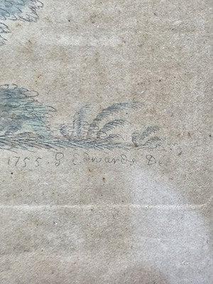 1755 GEORGE EDWARDS Hand Colored Copper Engraving Plate 232 PARROT / MACAW