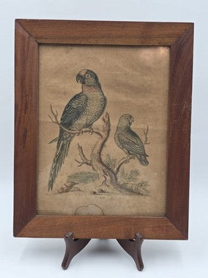 1754 GEORGE EDWARDS Hand Colored Copper Engraving Plate 235 PARROT / MACAW