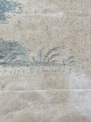 1755 GEORGE EDWARDS Hand Colored Copper Engraving Plate 232 PARROT / MACAW