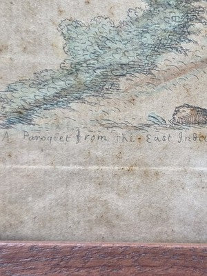 1755 GEORGE EDWARDS Hand Colored Copper Engraving Plate 232 PARROT / MACAW