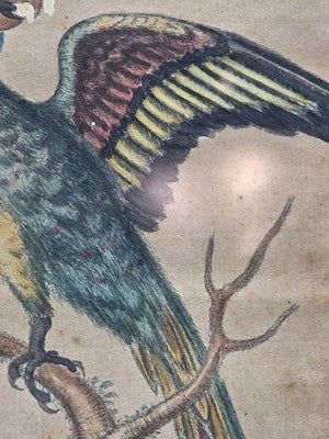 1755 GEORGE EDWARDS Hand Colored Copper Engraving Plate 232 PARROT / MACAW