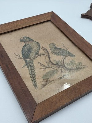 1754 GEORGE EDWARDS Hand Colored Copper Engraving Plate 235 PARROT / MACAW