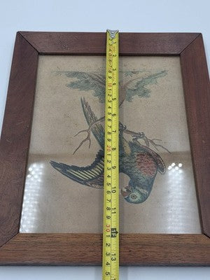 1755 GEORGE EDWARDS Hand Colored Copper Engraving Plate 232 PARROT / MACAW