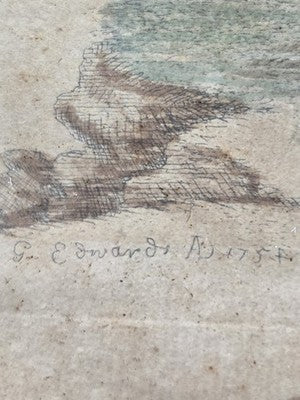 1754 GEORGE EDWARDS Hand Colored Copper Engraving Plate 235 PARROT / MACAW