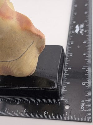 Rare Vintage Handmade Bust Of Princess Meritaten Of The Anciant Egyptian Dynasty