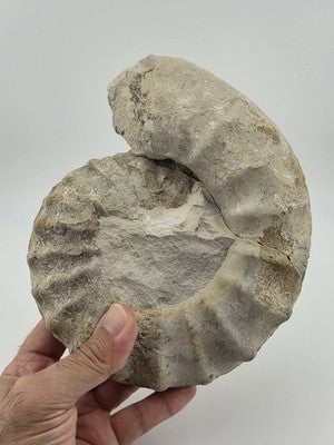 Rare Large Natural Ammonite Fossil Steinkern Specimen Prehistoric Marine 8 Inch