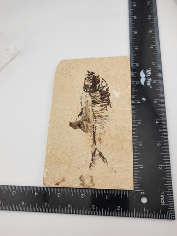 1 XL Natural Fossil Fish Knightia Eoceana diplomystus dentatus Eocene WY