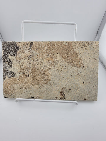 3 Med Size Natural Fossil Fish Knightia Eoceana diplomystus dentatus Eocene WY