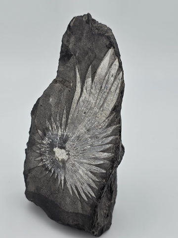 Rare Chrysanthemum Stone Natural Flower Rock Mineral Specimen 5" Display