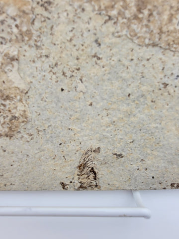 3 Med Size Natural Fossil Fish Knightia Eoceana diplomystus dentatus Eocene WY