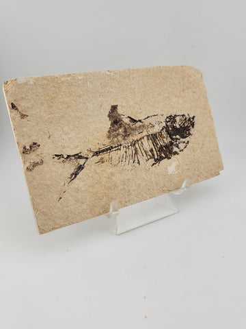 1 XL Natural Fossil Fish Knightia Eoceana diplomystus dentatus Eocene WY