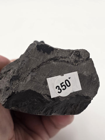 Rare Chrysanthemum Stone Natural Flower Rock Mineral Specimen 5" Display