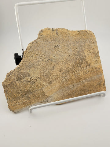 3 Small Size Natural Fossil Fish Knightia Eoceana diplomystus dentatus Eocene WY