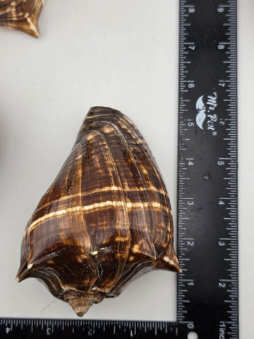 Lot Of 5 Medium Size Natural Fiber Conch Shells Strombus Alatus Nautical Decor