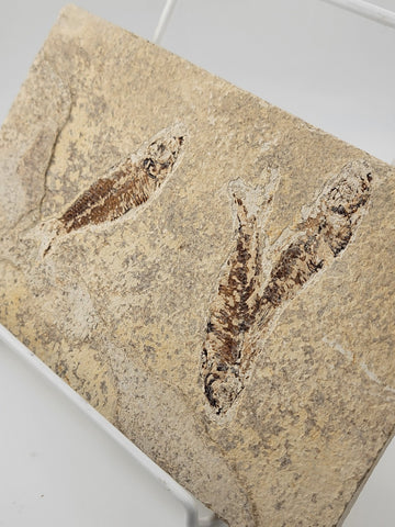 3 Med Size Natural Fossil Fish Knightia Eoceana diplomystus dentatus Eocene WY