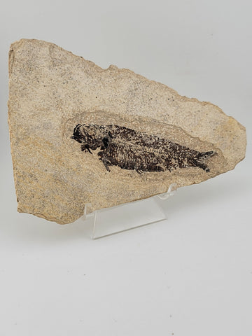 1 Large Natural Fossil Fish Knightia Eoceana diplomystus dentatus Eocene WY