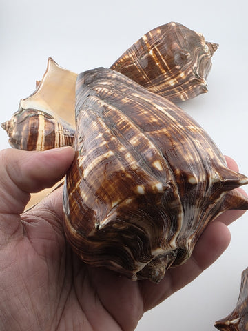 Lot Of 5 Medium Size Natural Fiber Conch Shells Strombus Alatus Nautical Decor