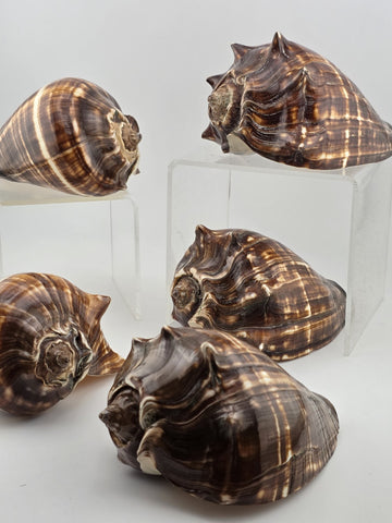 Lot Of 5 Medium Size Natural Fiber Conch Shells Strombus Alatus Nautical Decor
