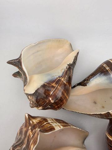 Lot Of 5 Medium Size Natural Fiber Conch Shells Strombus Alatus Nautical Decor