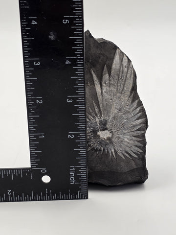 Rare Chrysanthemum Stone Natural Flower Rock Mineral Specimen 5" Display