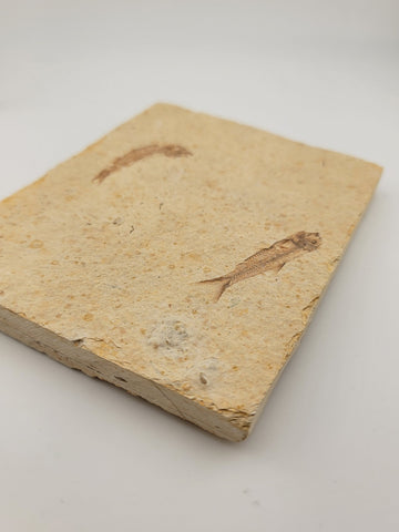 2 Small Size Natural Fossil Fish Knightia Eoceana diplomystus dentatus Eocene WY